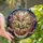 Art Lovers' Intricate Tiffany Stained Glass Magnolia Moon Celestial Mosaic Amber Peach Stained Glass Suncatcher - QhNp7iW2sa