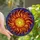 Art Lovers' Intricate Stained Glass Radiant Sun Fiery Swirling Cosmic Mosaic Jewel Tones Stained Glass Suncatcher - 1