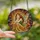 Fantasy Lovers' Wistful Stained Glass Fairy Girl Tiffany Style Mosaic Jewel Tones Design Stained Glass Suncatcher - 2