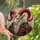 Gothic Art Admirers' Majestic Stained Glass Anthropomorphic Goat Red Horns Amber White Black Mosaic Stained Glass Suncatcher - 3OGQWv-aqM