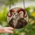 Gothic Art Admirers' Majestic Stained Glass Anthropomorphic Goat Red Horns Amber White Black Mosaic Stained Glass Suncatcher - SNFacBC7Iu
