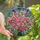 Garden Enthusiasts' Luminous Tiffany Style Pink Camellia Floral Jewel Tone Mosaic Art Stained Glass Suncatcher - 1