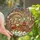 Holiday Enthusiasts Jewel-Toned Tiffany Stained Glass Gingerbread Family Festive Winter Mosaic Stained Glass Suncatcher - 1