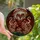 Fantasy Art Enthusiasts' Intricate Tiffany Stained Glass Demonic Beast Red Amber Green Mosaic Stained Glass Suncatcher - 1