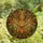 Nature Lovers' Intricate Tiffany Stained Glass Deer Head Amber Forest Green Autumn Mosaic Art Stained Glass Suncatcher - TIWDyO2Wi5