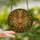 Nature Lovers' Intricate Tiffany Stained Glass Deer Head Amber Forest Green Autumn Mosaic Art Stained Glass Suncatcher - rel7xS9Vjk