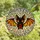 Fantasy Art Lovers' Cute Bat Translucent Stained Glass Tiffany Style Orange Yellow Mosaic Stained Glass Suncatcher - 4