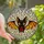 Fantasy Art Lovers' Cute Bat Translucent Stained Glass Tiffany Style Orange Yellow Mosaic Stained Glass Suncatcher - 1