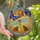 Nature Lovers' Radiant Stained Glass Insect Jewel Tone Floral Mosaic Art Stained Glass Suncatcher - 1