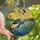 Nature Lovers' Tiffany Style Stained Glass Grey Crowned Crane Wetlands Mosaic Amber Orange Yellow Stained Glass Suncatcher - 1