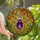 Art Lovers' Royal Purple Bronze Tiffany Stained Glass Spider Autumn Forest Canopy Design Stained Glass Suncatcher - 1