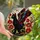 Cat Lovers' Ornate Tiffany Stained Glass Black Winged Cat Red Poppies Golden Amber Floral Mosaic Stained Glass Suncatcher - 1
