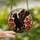 Cat Lovers' Ornate Tiffany Stained Glass Black Winged Cat Red Poppies Golden Amber Floral Mosaic Stained Glass Suncatcher - 2
