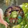 Fantasy Art Enthusiasts' Whimsical Stained Glass Emerald Frog Witch Purple Hat Toadstool Design Stained Glass Suncatcher - 1
