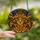 Cat Lovers' Intricate Tiffany Style Stained Glass Cat Head Mosaic Orange Green Blue Stained Glass Suncatcher - 2