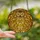 Owl Lovers' Golden Amber Yellow Black Intricate Tiffany Stained Glass Stylized Owl Head Moonlit Forest Mosaic Pattern Stained Glass Suncatcher - 2