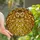 Owl Lovers' Golden Amber Yellow Black Intricate Tiffany Stained Glass Stylized Owl Head Moonlit Forest Mosaic Pattern Stained Glass Suncatcher - 1