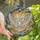 Elegant Style Enthusiasts' Stained Glass Stylized White Dove Celestial Mosaic Opalescent White Iridescent Silver Tiffany Inspired Stained Glass Suncatcher - 1