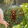 Labrador Owners' Vibrant Tiffany Style Stained Glass Chocolate Lab Running Wildflower Floral Mosaic Pattern Stained Glass Suncatcher - 1