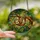 Sloth Lovers' Intricate Stained Glass Sloth Jungle Mosaic Vibrant Jewel Tones Stained Glass Suncatcher - 2