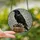 Art Lovers' Ornate Stained Glass Raven Vintage Books Jewel Tone Mosaic Pattern Stained Glass Suncatcher - 2