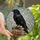 Art Lovers' Ornate Stained Glass Raven Vintage Books Jewel Tone Mosaic Pattern Stained Glass Suncatcher - 1