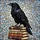Art Lovers' Ornate Stained Glass Raven Vintage Books Jewel Tone Mosaic Pattern Stained Glass Suncatcher - 7