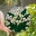 Art Lovers' Vibrant Tiffany Style Calla Lily White Yellow Green Stained Glass Mosaic Stained Glass Suncatcher - Ugc7oaw2Q1
