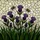 Nature Lovers' Vibrant Purple Thistle & Bumblebee Tiffany-Style Stained Glass Mosaic Stained Glass Suncatcher - 7