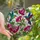 Nature Lovers' Vibrant Tiffany Stained Glass Hummingbirds Pink Fuchsia Floral Jewel Mosaic Art Stained Glass Suncatcher - 1