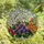 Art Lovers' Vibrant Tiffany Glass Botanical Mosaic Purple Violets Cherry Blossoms Chrysanthemum Jewel Tones Stained Glass Suncatcher - 4