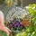 Art Lovers' Vibrant Tiffany Glass Botanical Mosaic Purple Violets Cherry Blossoms Chrysanthemum Jewel Tones Stained Glass Suncatcher - 1