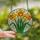 Nature Lovers' Vibrant Tiffany Style Stained Glass Daffodil Floral Mosaic Golden Yellow Fuchsia Emerald Green Stained Glass Suncatcher - 2