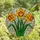 Nature Lovers' Vibrant Tiffany Style Stained Glass Daffodil Floral Mosaic Golden Yellow Fuchsia Emerald Green Stained Glass Suncatcher - 4
