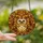 Animal Lovers' Whimsical Hedgehog Tiffany Glass Autumnal Jewel Tone Mosaic Pattern Stained Glass Suncatcher - 2