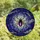 Art Lovers' Stained Glass Stylized Spider Moonlit Night Sky Deep Purple Sapphire Mosaic Stained Glass Suncatcher - l0C_QwK-2m