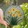 Nature Lovers' Intricate Stained Glass Daffodil Floral Mosaic Yellow Orange Green Blue Stained Glass Suncatcher - 1