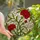 Floral Art Lovers' Vibrant Crimson Green Carnation Stained Glass Tiffany Mosaic Pattern Stained Glass Suncatcher - 1
