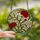 Floral Art Lovers' Vibrant Crimson Green Carnation Stained Glass Tiffany Mosaic Pattern Stained Glass Suncatcher - 2