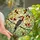 Nature Lovers' Vibrant Red-bellied Woodpecker Tiffany Stained Glass Intricate Jewel Tone Mosaic Stained Glass Suncatcher - 1