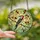 Nature Lovers' Vibrant Red-bellied Woodpecker Tiffany Stained Glass Intricate Jewel Tone Mosaic Stained Glass Suncatcher - 2