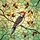 Nature Lovers' Vibrant Red-bellied Woodpecker Tiffany Stained Glass Intricate Jewel Tone Mosaic Stained Glass Suncatcher - 7