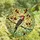 Nature Lovers' Vibrant Red-bellied Woodpecker Tiffany Stained Glass Intricate Jewel Tone Mosaic Stained Glass Suncatcher - 4
