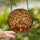 Nature Lovers' Intricate Tiffany-Style Stained Glass Songbird & Autumn Leaves Mosaic Amber Cream Terracotta Emerald Jewel Tones Stained Glass Suncatcher - R973LG8A9d