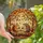 Nature Lovers' Intricate Tiffany Stained Glass Squirrel Hedgehog Red Apples Autumn Forest Mosaic Amber Deep Red Green Stained Glass Suncatcher - 1