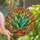 Art Lovers' Tiffany Stained Glass Succulent Emerald Teal Orange Intricate Sun Ray Leaf Mosaic Stained Glass Suncatcher - 1