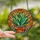 Art Lovers' Tiffany Stained Glass Succulent Emerald Teal Orange Intricate Sun Ray Leaf Mosaic Stained Glass Suncatcher - 2