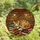 Cat & Book Lovers' Stained Glass Sleeping Tabby Cat Library Books Design Amber Ruby Emerald Stained Glass Suncatcher - 4