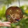 Cat & Book Lovers' Stained Glass Sleeping Tabby Cat Library Books Design Amber Ruby Emerald Stained Glass Suncatcher - 2