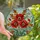 Botanical Art Lovers' Glowing Stained Glass Poppies Floral Teal Red Blue Mosaic Stained Glass Suncatcher - 1